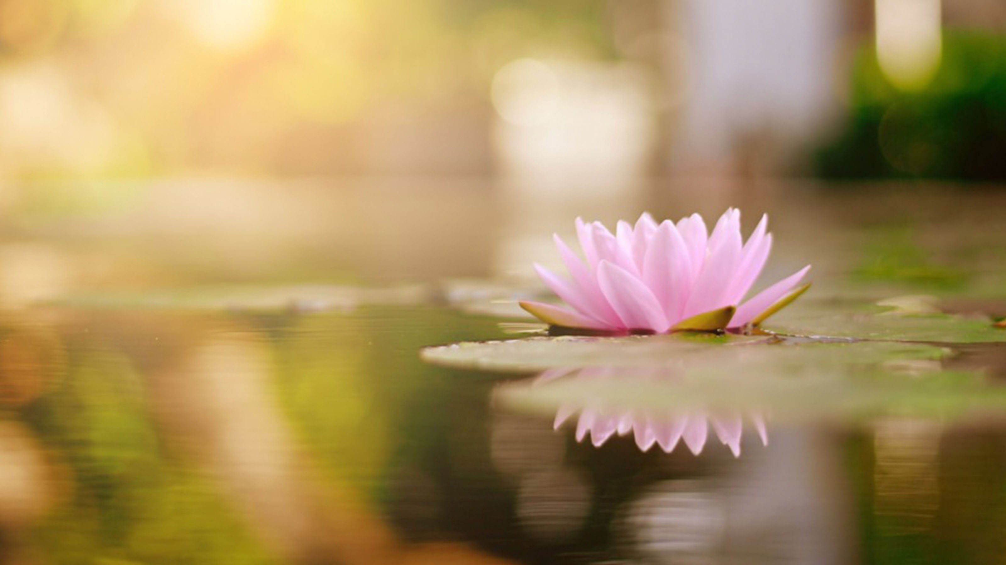 Affirmation Banner with Lotus Flower