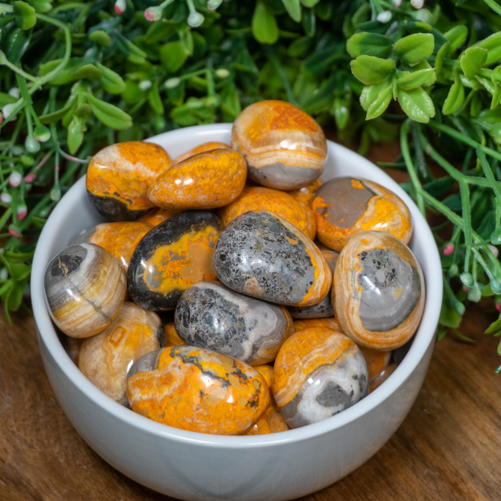 Bumblebee Jasper Tumble